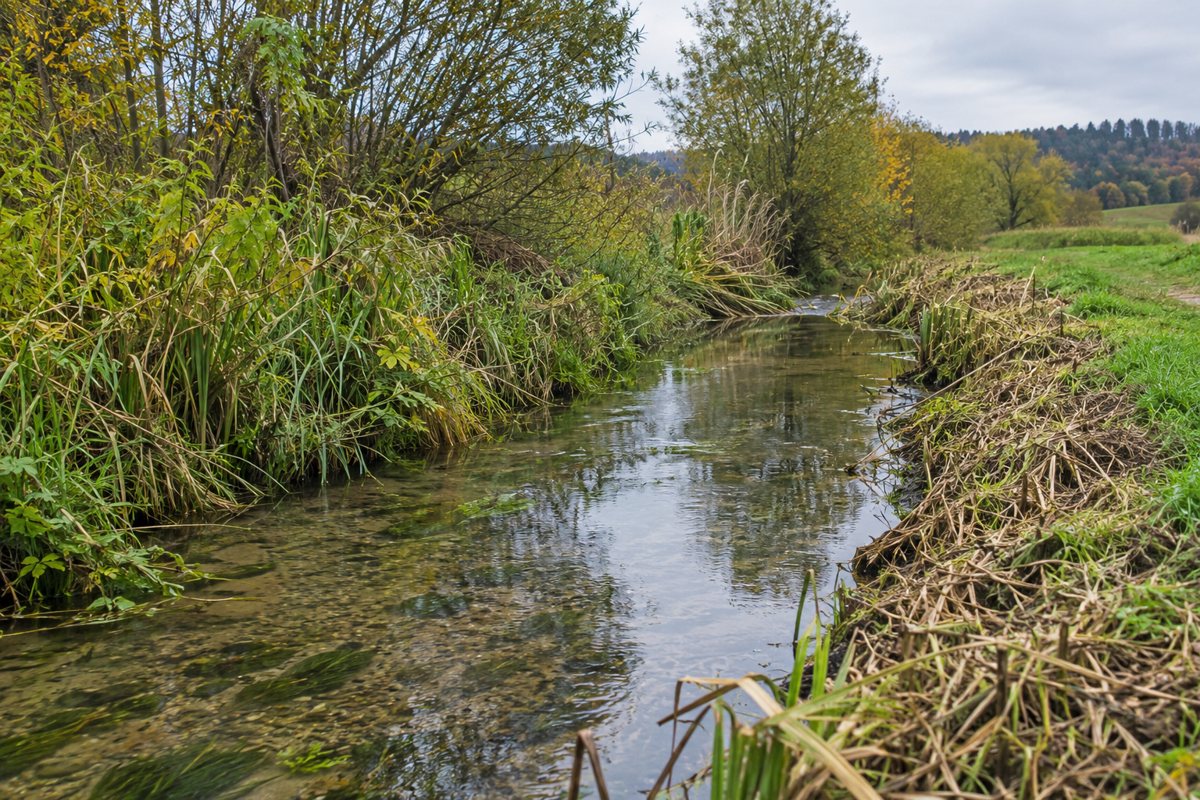 Bachlauf mit abschnittsweise geschnittener Ufervegetation